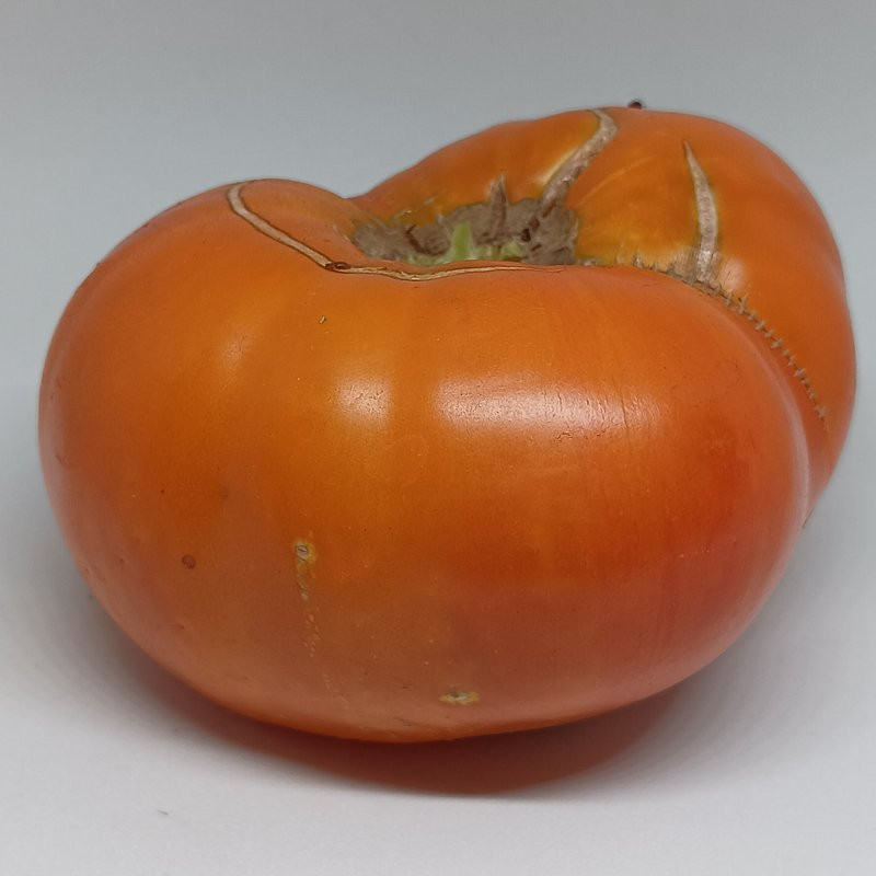 Tomate Gold of Courland , 10 semillas (60)