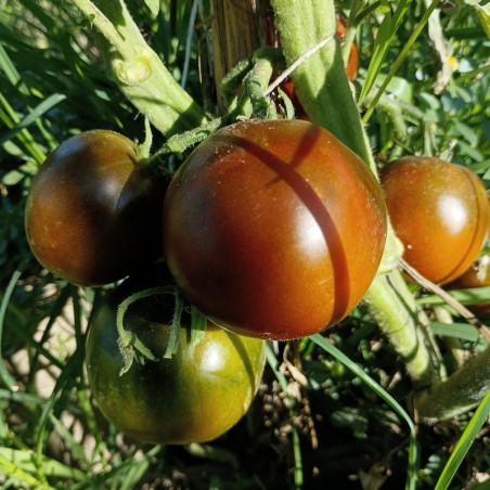 Tomate Nyagou , 10 semillas (61)
