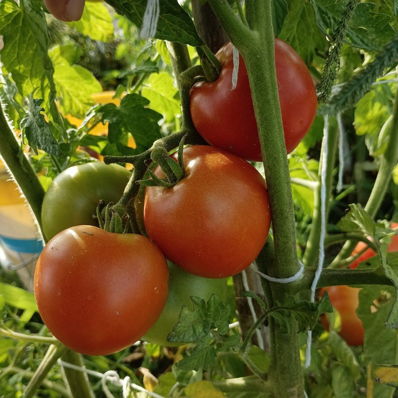 Tomate Harzer Kind , 10 semillas (62)