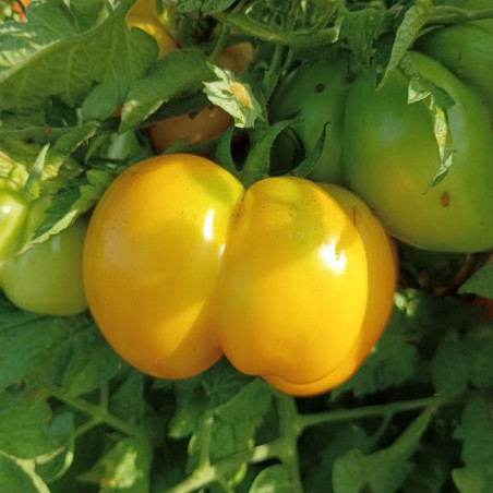 Tomate Australian Yellow Stuffer , 10 semillas (63)