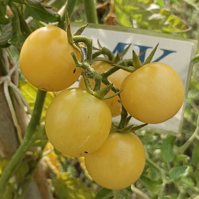 Tomate White Cherry , 10 semillas (66)
