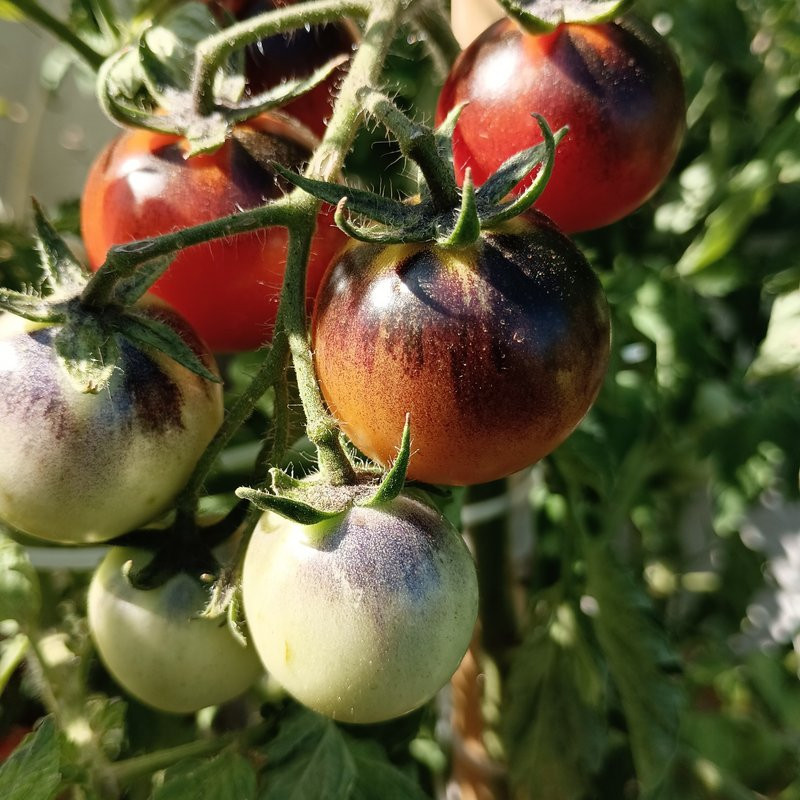 Tomate Blue Select , 10 semillas (68)
