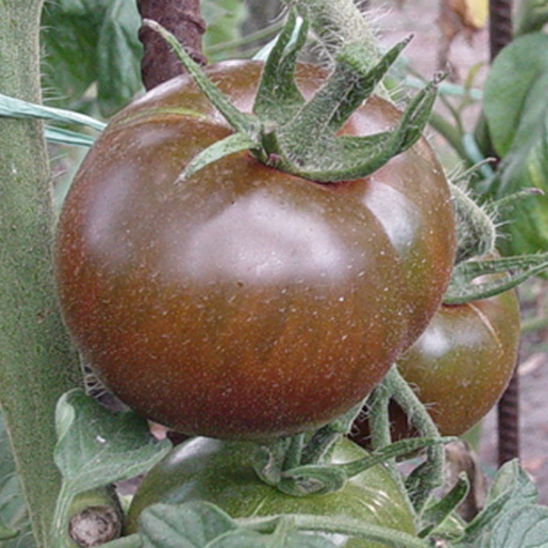 Tomate Slovene Black , 10 semillas (74)