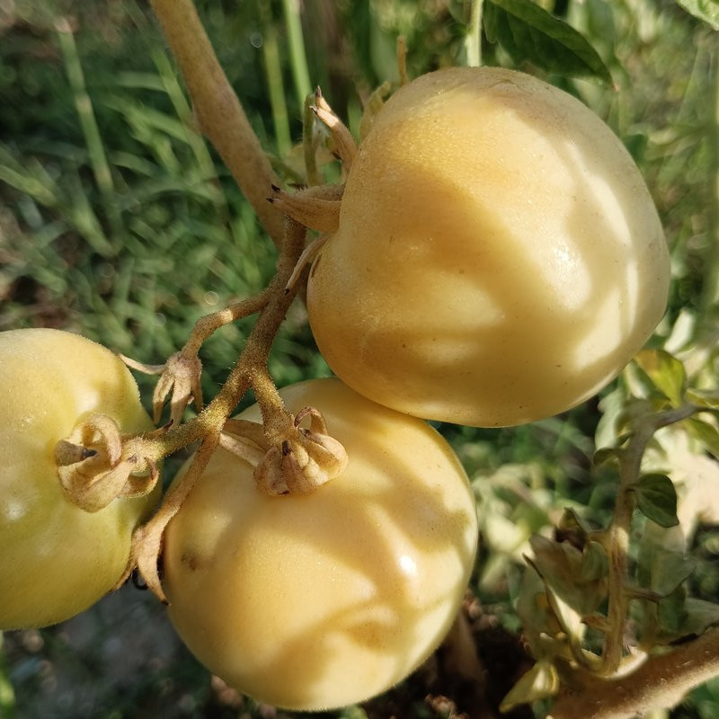 Tomate Lutescente , 10 semillas (76)