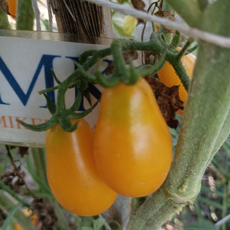 Tomate Yellow Bulb , 10 semillas (83)