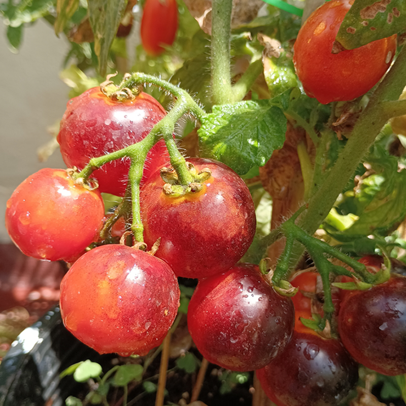 Tomate Balkony Wonder , 10 semillas (87)