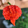 Carolina Reaper Brain Str. , 10 semillas , capsicum chinense (797)