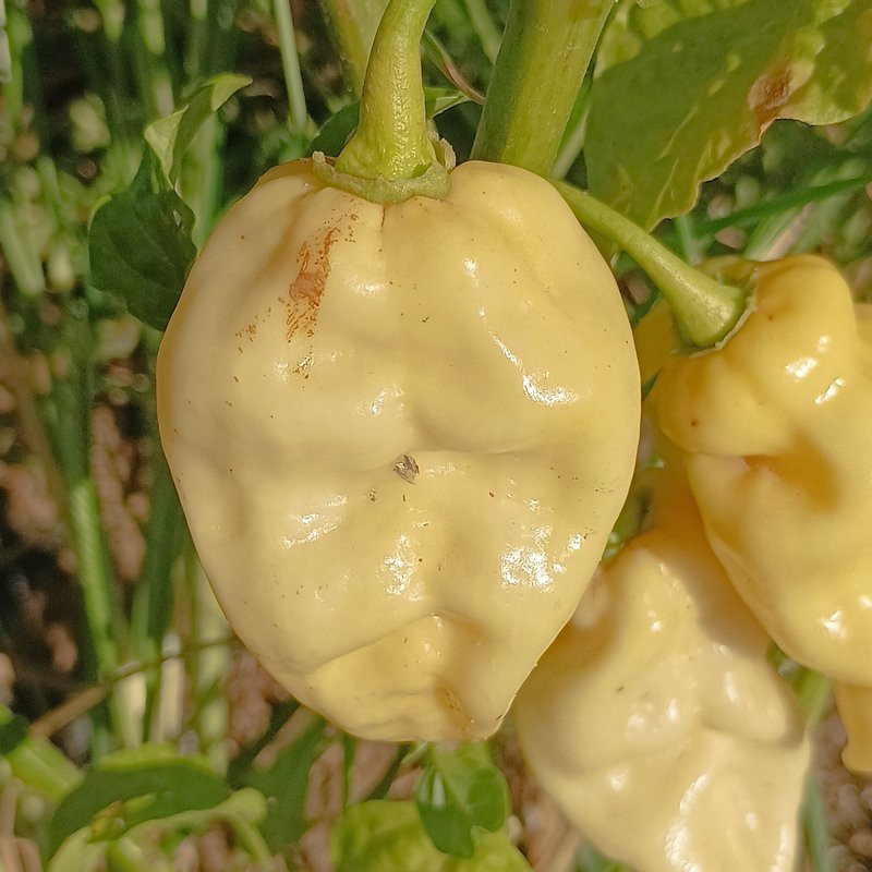Trinidad Scorpion Mustard X Jolokia White ,10 semillas Capsicum chinense (504)