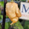 Carolina Reaper Purple Peach , 10 semillas , capsicum chinense (595)