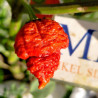 RROO3 , 10 semillas , Capsicum chinense (620)