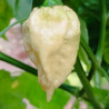 Carolina Reaper Pink , 10 semillas , Capsicum chinense (528)