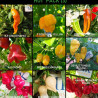 HOT PACK , 9 chiles picantes,90 semillas, pack(3)