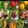 SUPER HOT 10+++ , 9 chiles mas picantes del mundo , 90 semillas, pack (5)