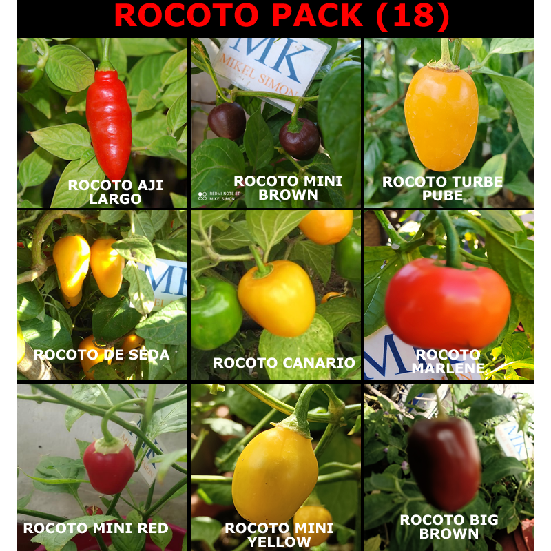 Rocoto Pack,9 variedades,90 semillas,Capsicum pubescens ,(pack 18)