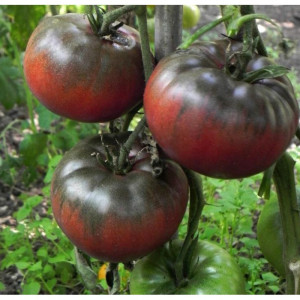 Tomate Black From Tula , 10 semillas (3)