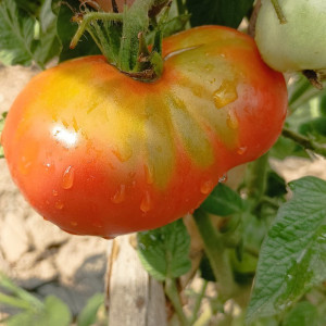 Tomate Ananas , 10 semillas (9)