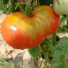 Tomate Ananas , 10 semillas (9)