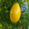 Tomate Banana Legs , 10 semillas (10)