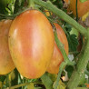 Tomate Artisan Blush Tiger , 10 semillas  (30)
