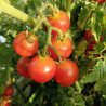 Tomate Galapagos Rojo , 10 semillas (31-1)