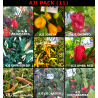 AJI Chiles,9 variedades de AJI, 90 semillas,seeds,pack(11)