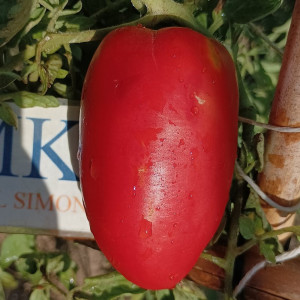 Tomate Alter Kommunist , 10 semillas (64)