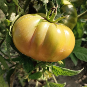 Tomate Ananas , Ananastomate , 10 semillas (85)