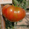 Tomate Siegel's Dark Stripe , 10 semillas (106)