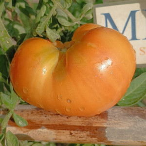 Tomate  Loxton Lass , 10 semillas (113)