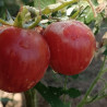 Tomate Strawberry Tiger , 10 Semillas (114)