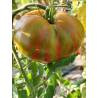 Tomate Kozula 224, 10 semillas (116)