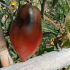 Tomate Sg. Pepper Red , 10 semillas (120)