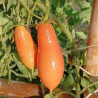 Tomate Valentino , 10 semillas (122)