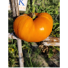 Tomate Pomaranch, 10 semillas (124)