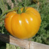 Tomate Oro Giant , 10 semillas (126)