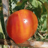 Tomate Minei Heart , 10 semillas (128)