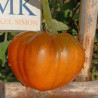 Tomate Cresta di Fuoco Ohra , 10 semillas (129)