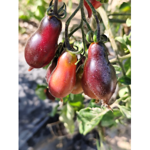 Tomate Kumquat Rosa,Opal , 10 semillas (131)