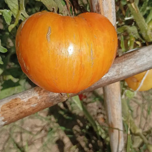 Tomate Firy Kiss , 10 semillas (143)
