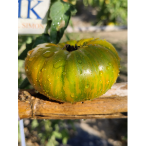 Tomate Jarson 18, 10 semillas (148)