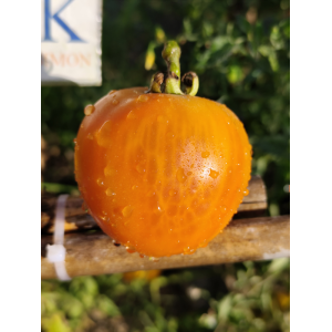 Tomate Golden Jubilees , 10 semillas (165)