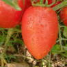 Tomate Rio Grande , 10 semillas (168)
