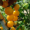 Tomate Cereza Amarilla , 10 semillas (169)