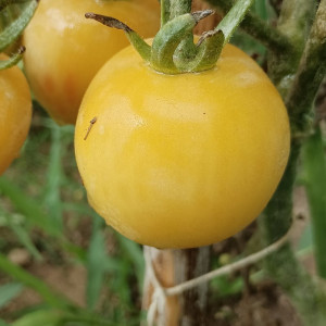 Tomate Mecha Amarilla , 10 semillas (170)