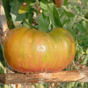 Tomate Ananas Negro , 10 semillas (171)