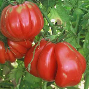 Tomate Zapotec , 10 semillas (176)