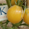 Tomate Pezon de Venus Amarillo , 10 semillas (180)