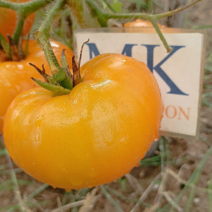 Tomate Jaune St. Vicente , 10 semillas (182)