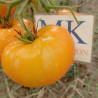 Tomate Jaune St. Vicente , 10 semillas (182)