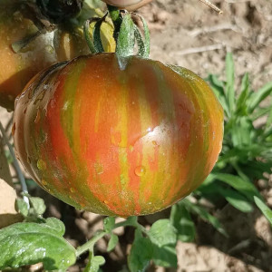 Tomate Vintage Wine , 10 semillas (183)